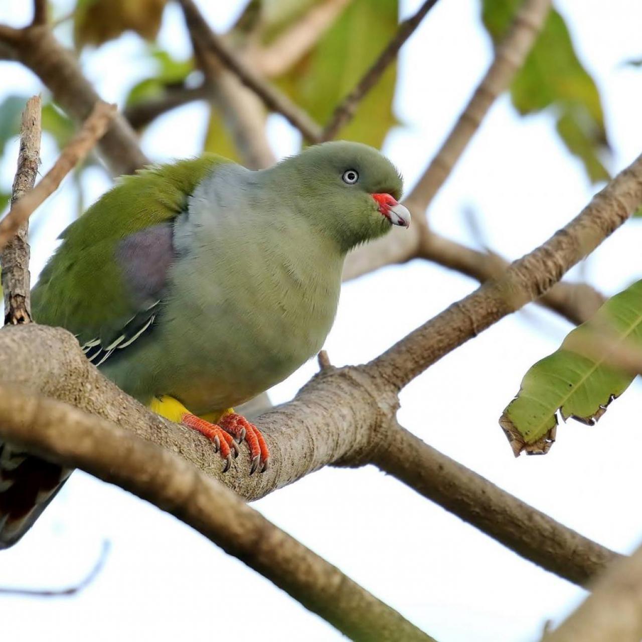 African Green Pigeon by Trevor Charters