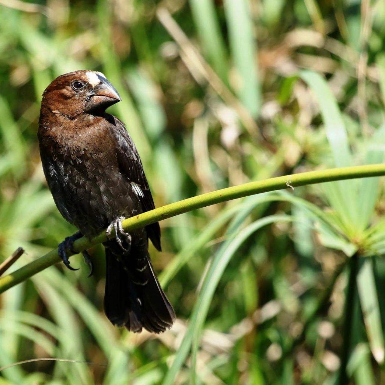 Thick Billed Weaver by Trevor Charters