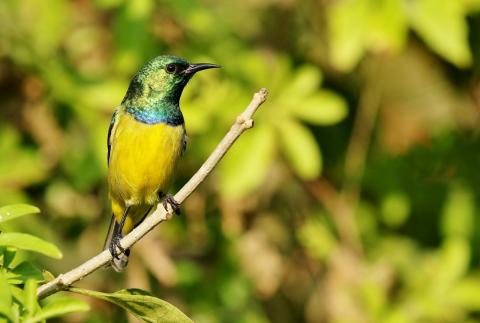 Collared Sunbird (m) by Trevor Charters