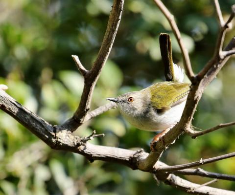 Green Backed Cameroptera by Trevor Charters