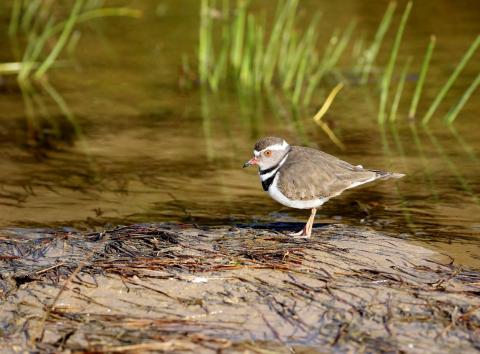 Three Banded Plover by Trevor Charters