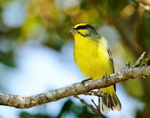 Yellow Fronted Canary by Trevor Charters